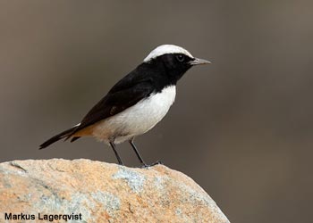 Traquet d'Arabie (Oenanthe lugentoïdes)
