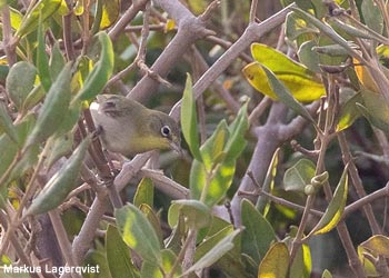 Zostérops des mangroves (Zosterops abyssinicus)