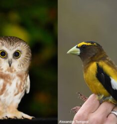 15ème Festival des Oiseaux Migrateurs de la Côte-Nord au Québec (Canada)
