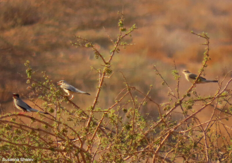 Probable premier cas de nidification de l’Hypocolius gris en Israël en 2025