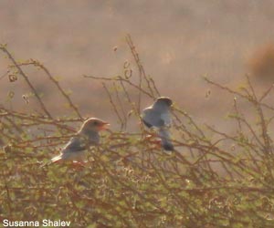 Hypocolius gris (Hypocolius ampelinus) mâle adulte et juvénile