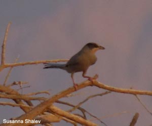 Hypocolius gris (Hypocolius ampelinus) mâle adulte