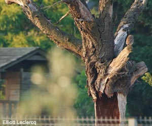Chevêche d'Athéna (Athene noctua)