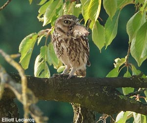 Chevêche d'Athéna (Athene noctua)