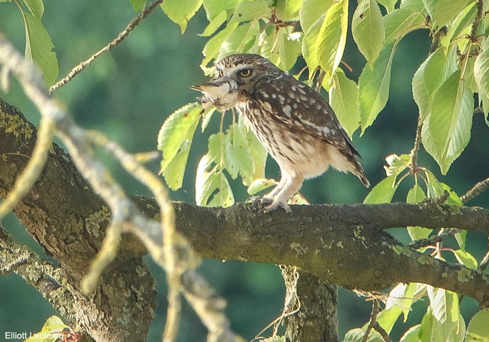 Chevêche d'Athéna (Athene noctua) avec une Hirondelle de rivage (Riparia riparia) dans le bec