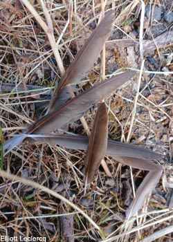 Plumes d'Hirondelle de rivage (Riparia riparia)