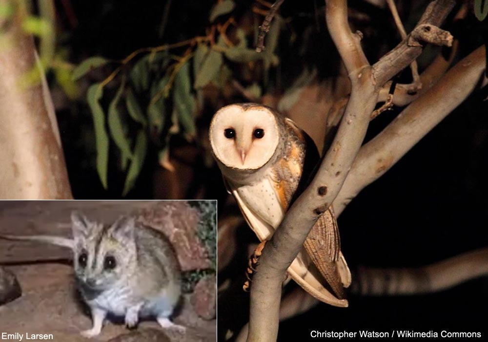Effraie orientale (Tyto javanica) et Souris marsupiale (ou Dunnart) de Douglas (Sminthopsis douglasi)