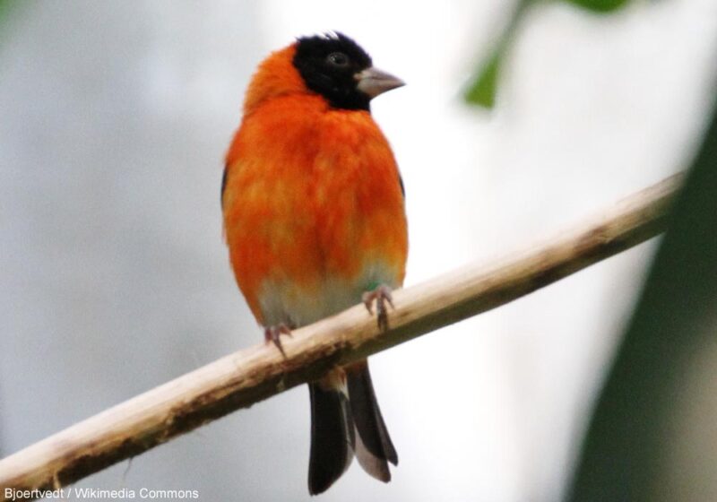 Découverte d’une possible population encore inconnue de Tarins rouges dans le département de La Guajira (Colombie)