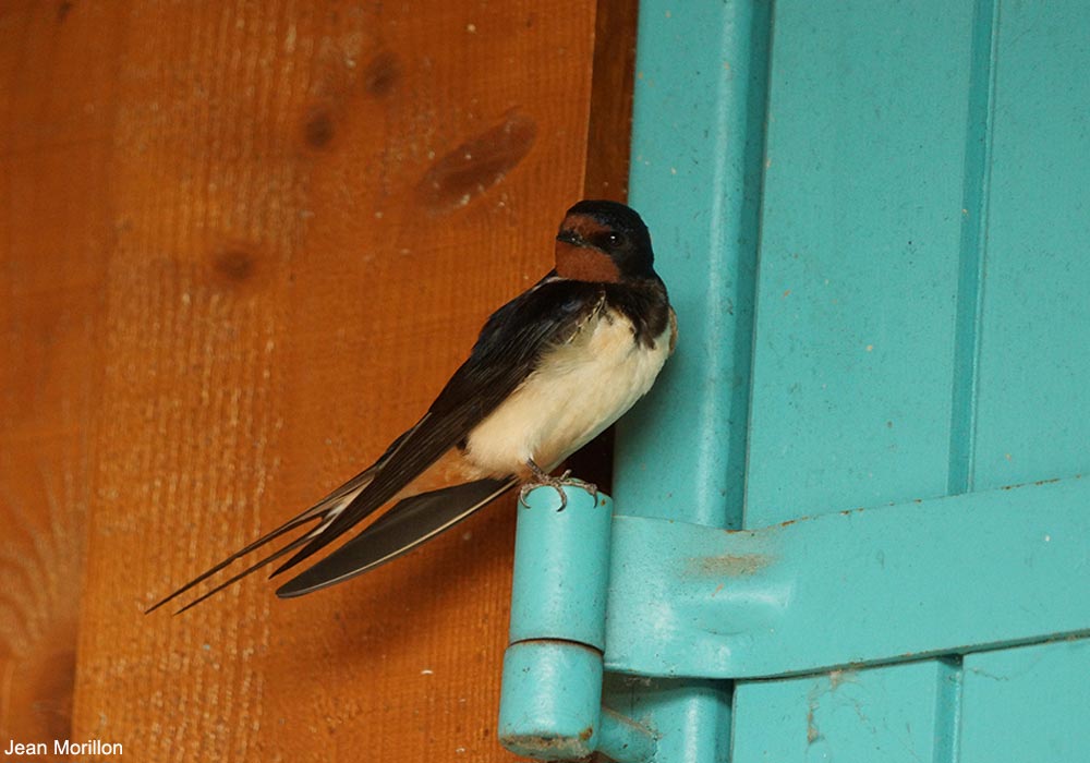 Hirondelle rustique (Hirundo rustica)