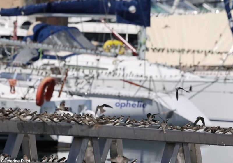 Un spectaculaire rassemblement postnuptial précoce d’Hirondelles de rivage sur le lac du Der (Marne/Haute-Marne) en juillet 2025