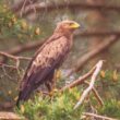 La population bulgare d’Aigles pomarins dépasserait mille couples selon une estimation récente