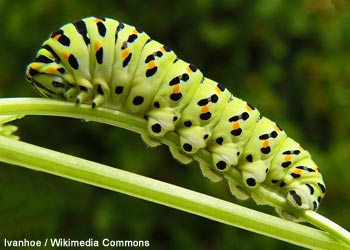 Chenille de Machaon jaune (Papilio machaon) au cinquième stade de développement