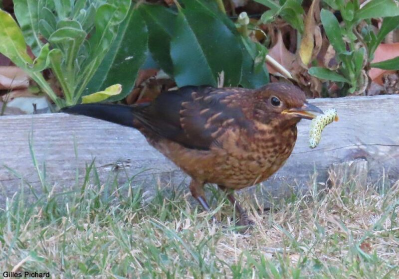 Observation d’un jeune Merle noir mangeant une chenille de machaon malgré ses couleurs vives informant de son mauvais goût