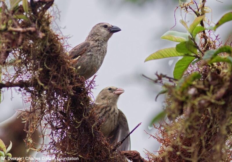 Le Géospize de San Cristóbal (Galápagos) devrait être reconnu comme une espèce distincte selon une étude récente