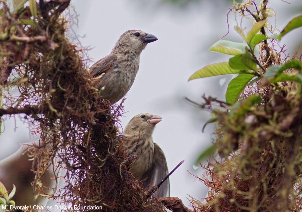 Géospizes de San Cristóbal (Camarhynchus striatipecta) adulte et juvénile