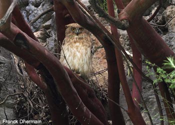 Kétoupa ou Grand-duc brun (Ketupa zeylonensis) de la sous-espèce semenowi