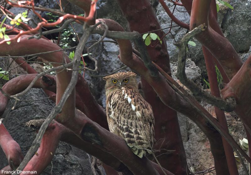 La population turque du Kétoupa (ou Grand-duc) brun serait actuellement comprise entre 50 et 80 couples