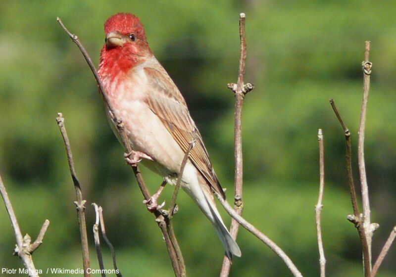 Un nombre record de territoires de Roselins cramoisis a été recensé en Suisse en 2023