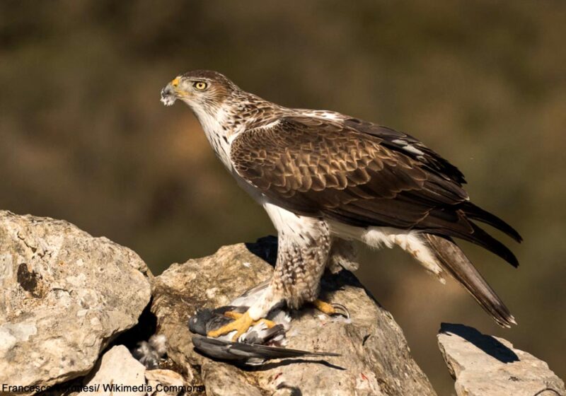 La population française d’Aigles de Bonelli a dépassé les 50 couples en 2025