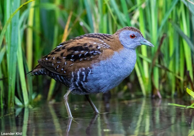 La Marouette de Baillon a niché de nouveau en Autriche en 2025, soit 70 ans après la dernière reproduction confirmée