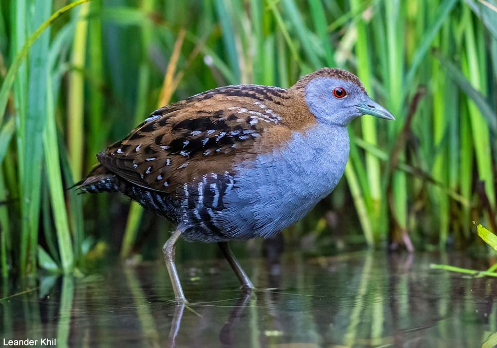 Marouette de Baillon (Zapornia pusilla) adulte