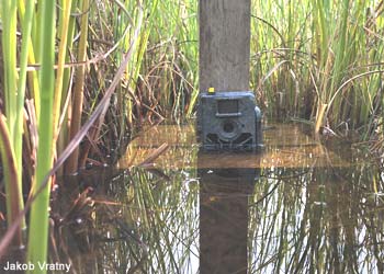 Piège photographique posé dans le parc national de Neusiedlersee-Seewinkel (Autriche)