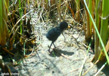 Poussin de Marouette de Baillon (Zapornia pusilla)