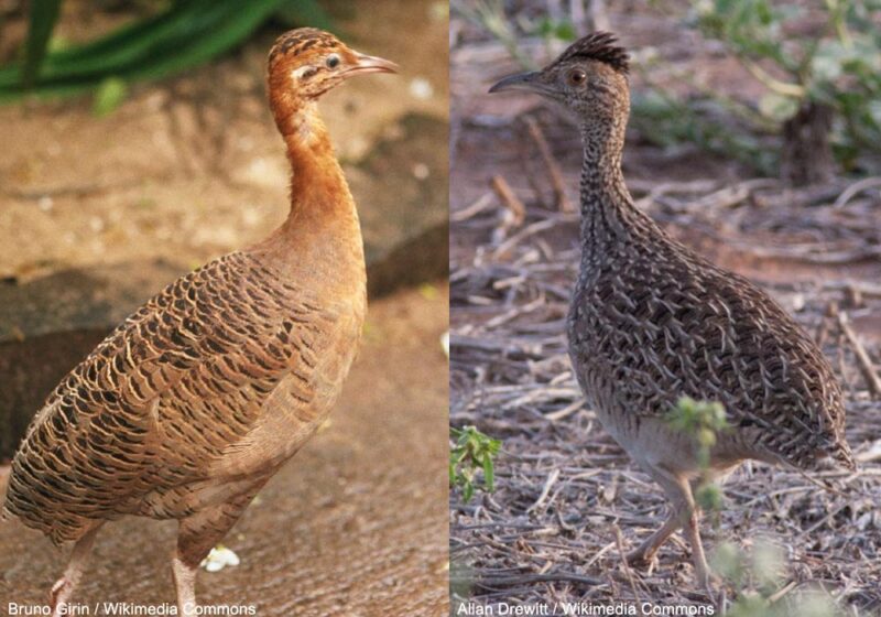 Des changements dans la classification de la famille des tinamous (Tinamidés)