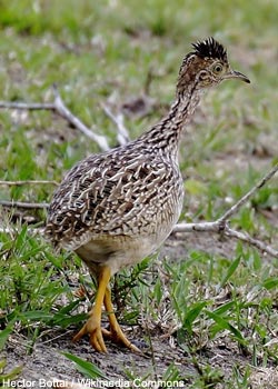 Tinamou boraquira (Nothura boraquira)