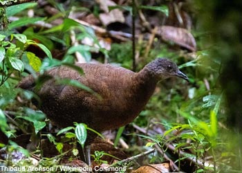 Tinamou à capuchon (Nothocercus nigrocapillus)