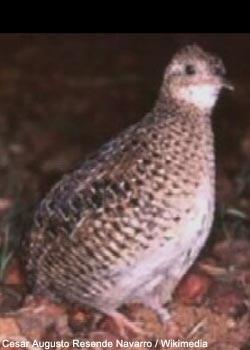Tinamou carapé (Nothura nana)