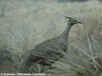 Tinamou élégant (Eudromia elegans)
