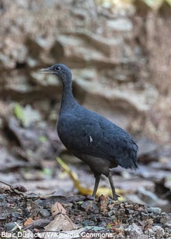 Tinamou noir (Tinamus osgoodi)