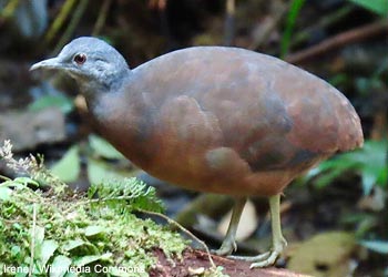 Tinamou soui (Crypturellus soui)