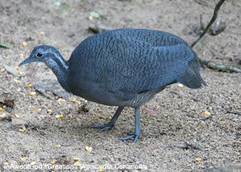 Tinamou tao (Tinamus tao)