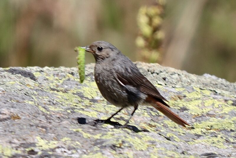 Rougequeue noir et son repas
