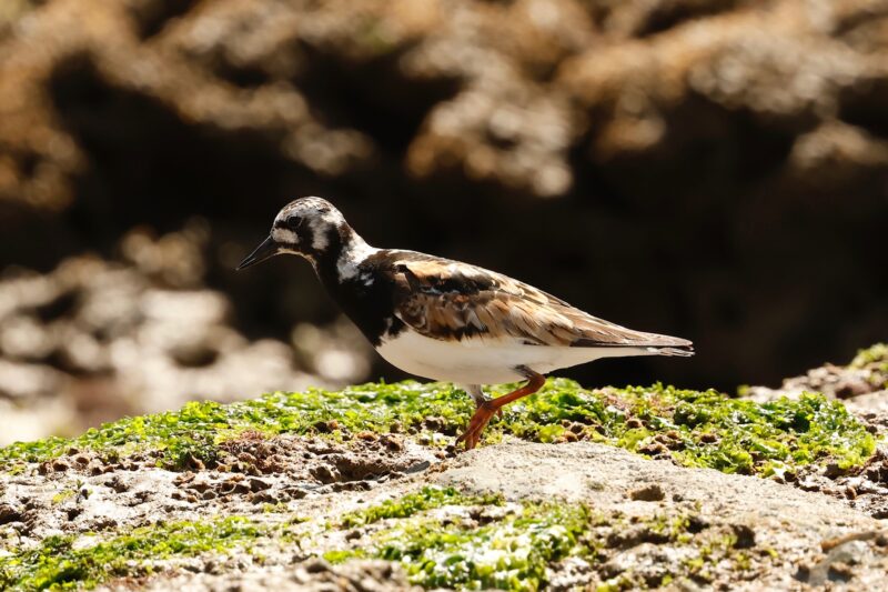 Tournepierre à collier