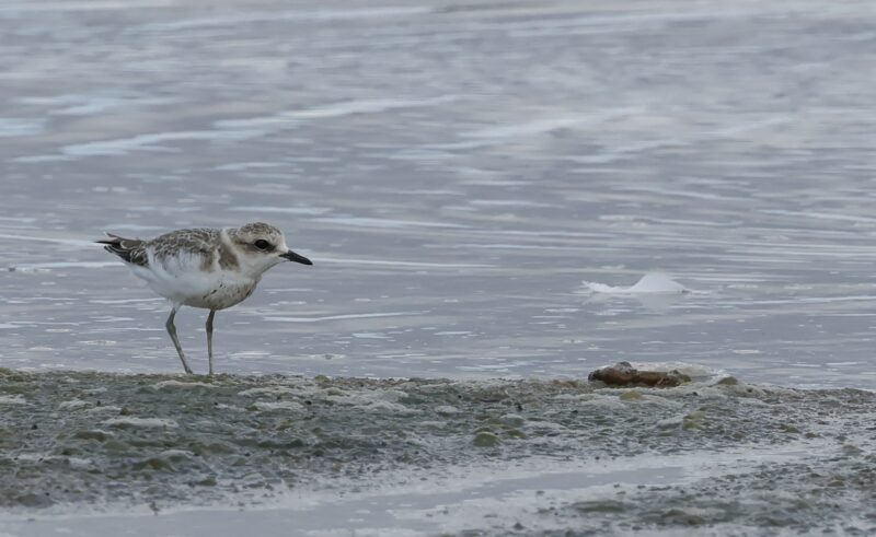 Jeune Gravelot à collier interrompu