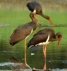 Sorties ornithologiques guidées dans le parc naturel régional de la Forêt d’Orient (Aube)