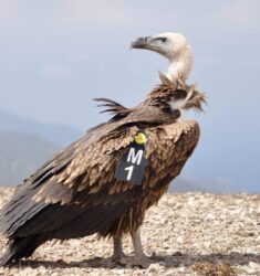 Premier festival ornithologique du djebel Moussa