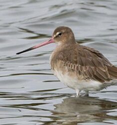 À la rencontre des limicoles du bassin d’Arcachon (Gironde)
