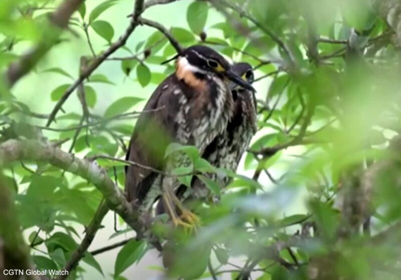 Identification en Chine de nouveaux sites de nidification du Bihoreau superbe, l’un des hérons les plus rares du monde