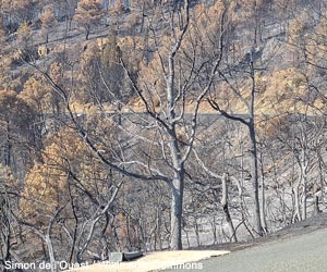 Paysage calciné près de Ribaute (Aude)