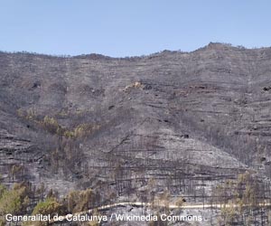 Paysage dévasté par un incendie près de Bages en Catalogne (Espagne)