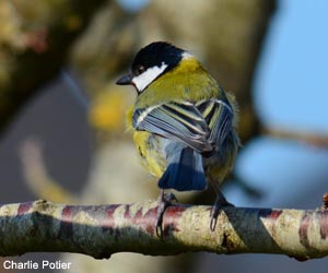 Mésange charbonnière (Parus major) 