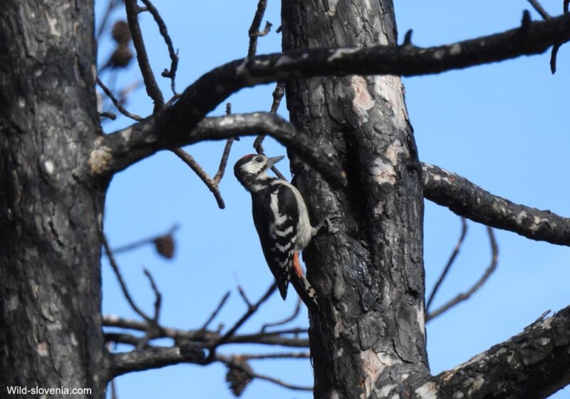 Comment gérer les forêts méditerranéennes pour favoriser le retour des oiseaux dans les zones brûlées ?