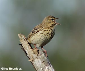 Pipit des arbres (Anthus trivialis)