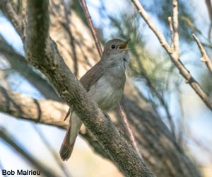 Rossignol philomèle (Luscinia philomelos) 