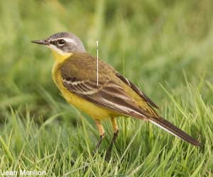 Bergeronnette printanière (Motacilma flava) adulte 