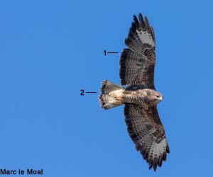 Buse variable (Buteo buteo) adulte